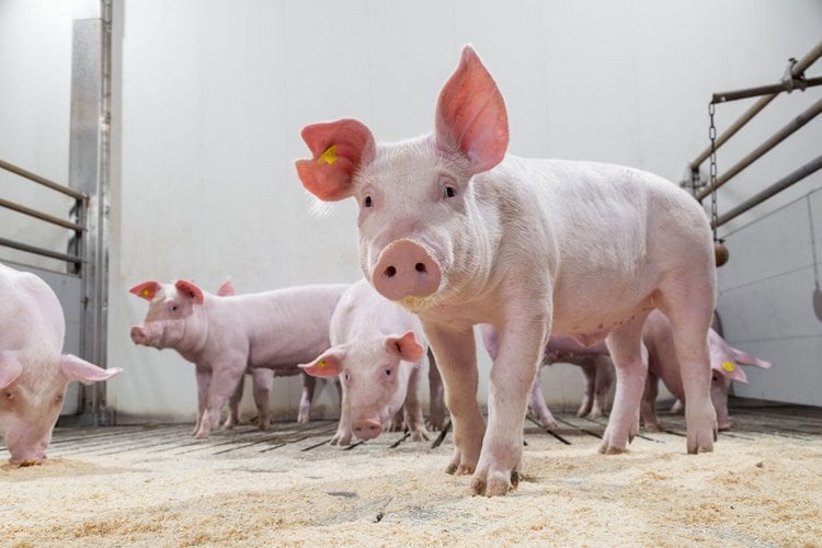 hygienic conditions in the water system