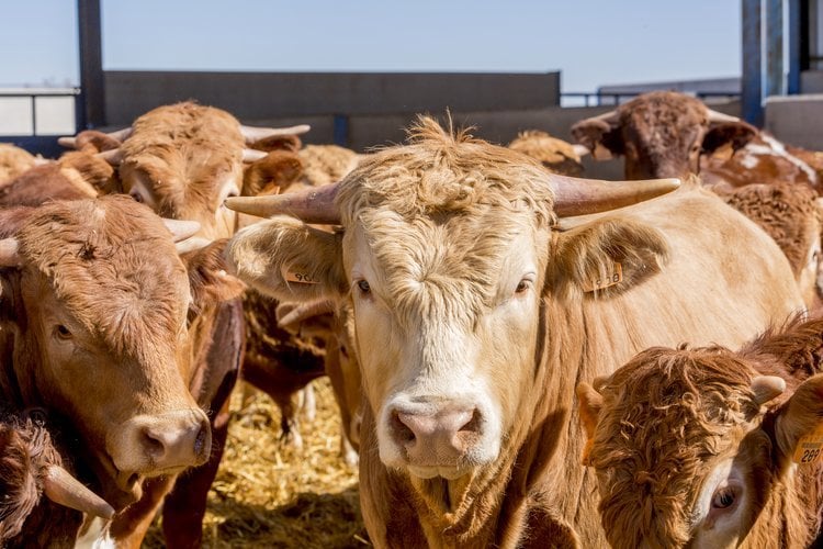 Severe fluctuations in feed intake effects