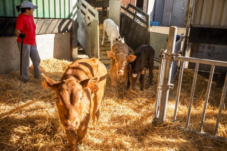 Signs of dehydration in animals