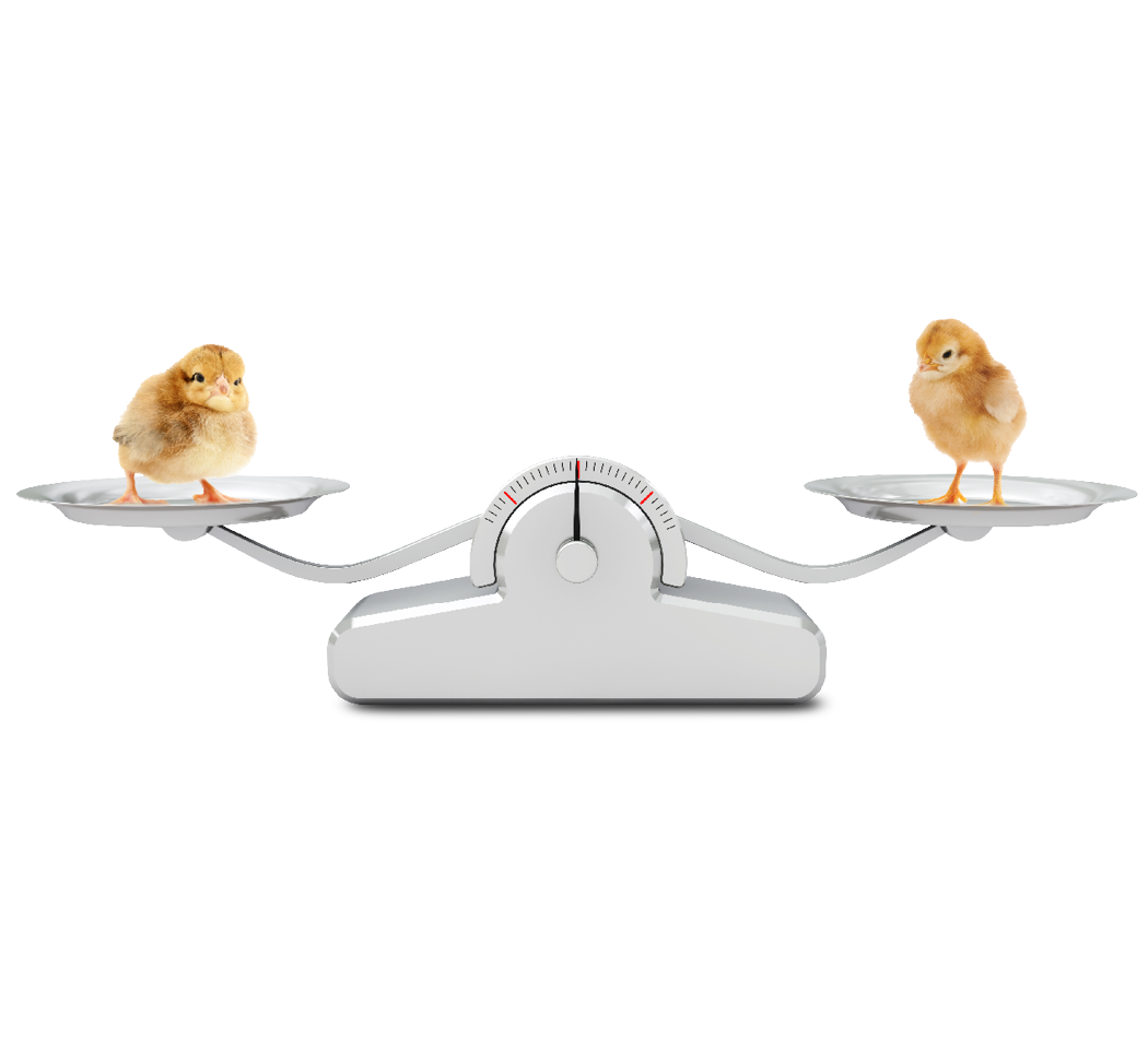 Pullets on scales