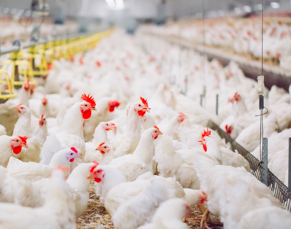 Timing matters for broiler-breeder nutrition