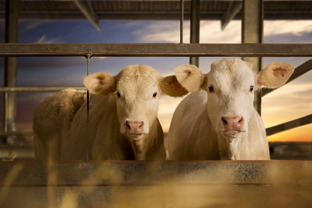 beef cattle operation