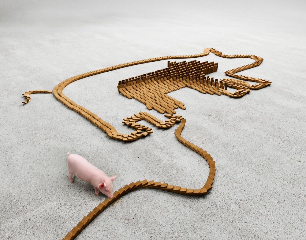 Milkiwean ActiBars set up as dominos forming an image of a sow and a piglet with a piglet eating one of the bars