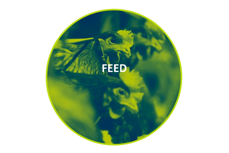 Feed effects on eggshell quality