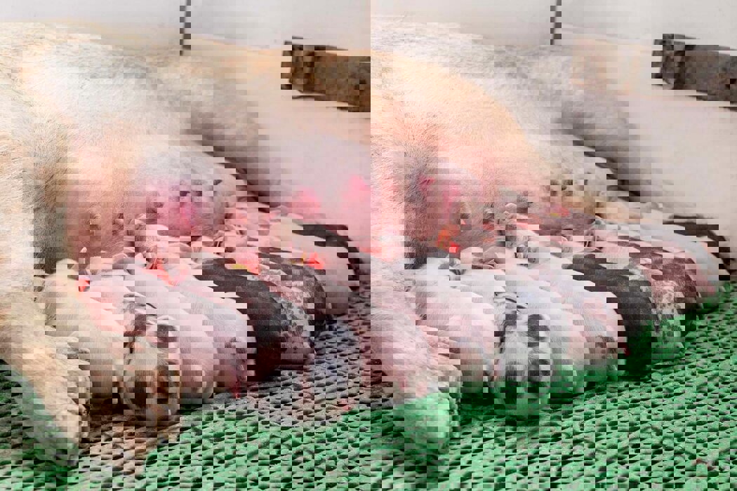Piglets feeding with a sow