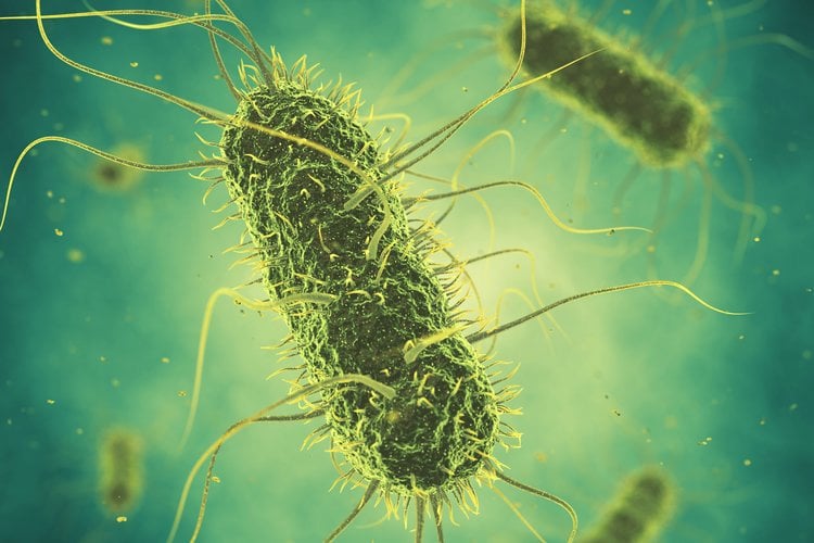 Salmonella control