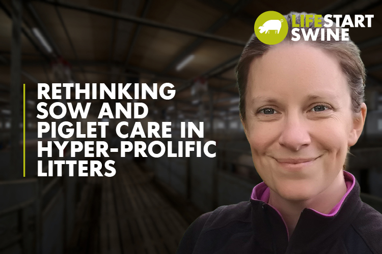Thumbnail with text Rethinking sow and piglet care in hyper-prolific litters