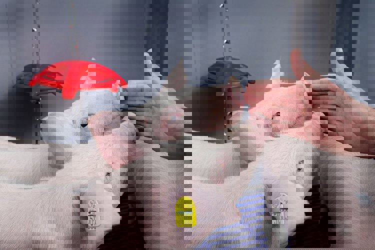 Managing water quality for piglets