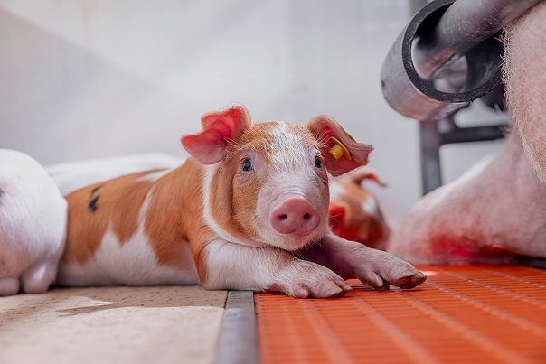 Piglet lying down in a barn