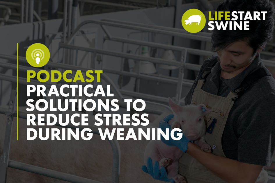 Practical Solutions To Reduce Stress During Weaning - Trouw Nutrition