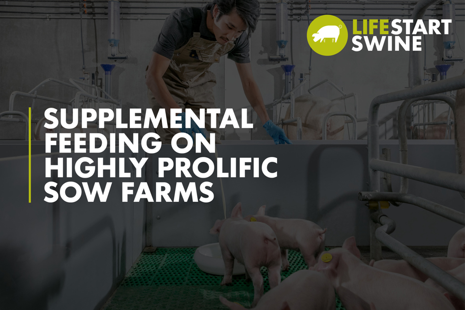Supplemental Feeding On Highly Prolific Sow Farms - Trouw Nutrition