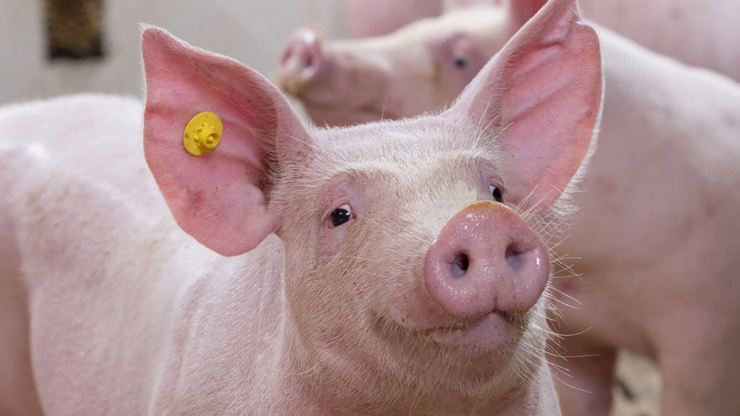 Pigs