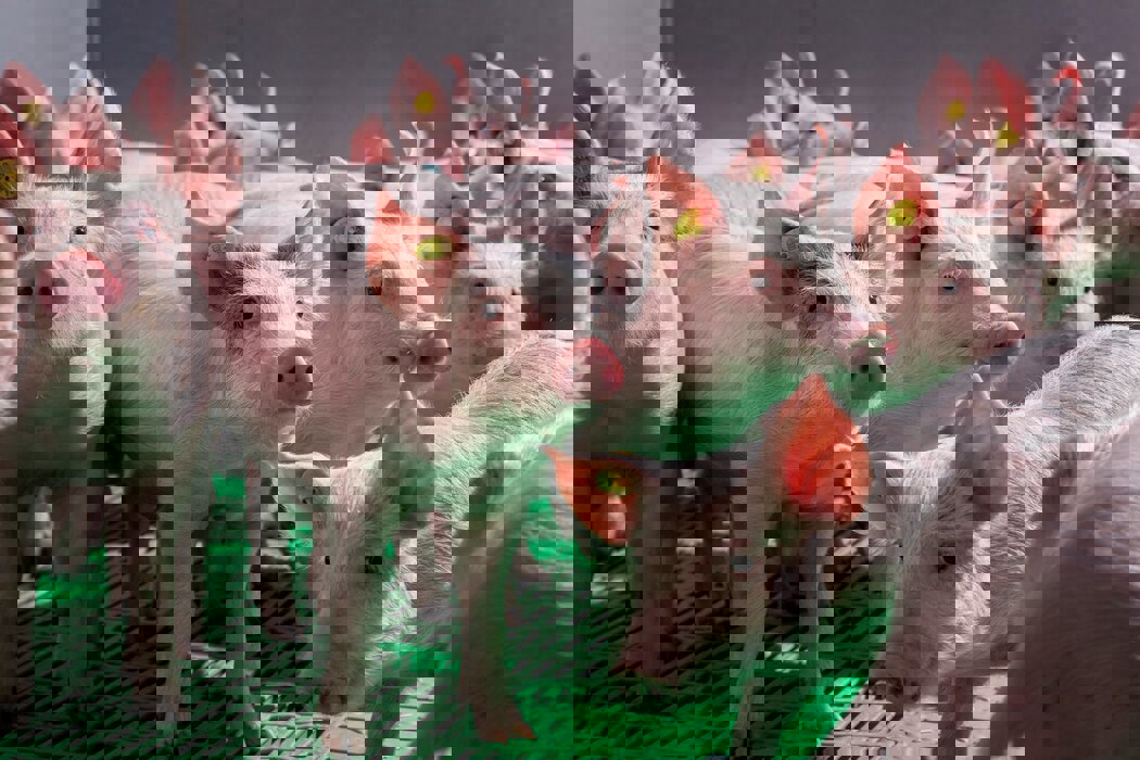 Piglets standing together in a barn