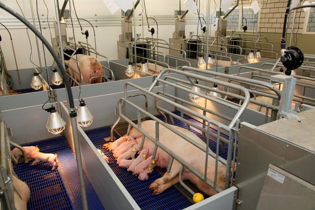 swine research