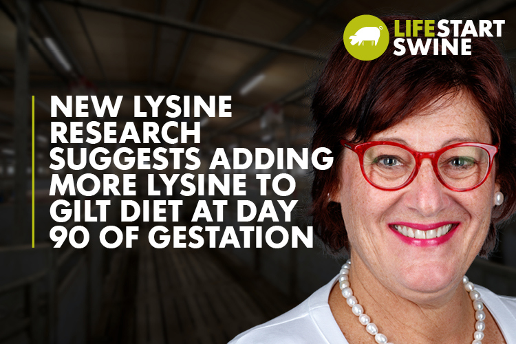 An interview with Dr. Chantal Farmer on Suporting Sow Milk Production: The Crucial Role of Lysine in Late Gestation