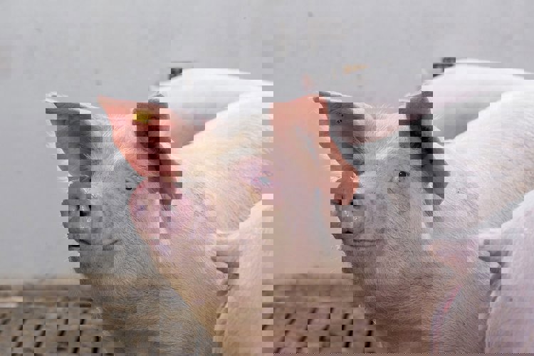 Swine carcass and meat quality