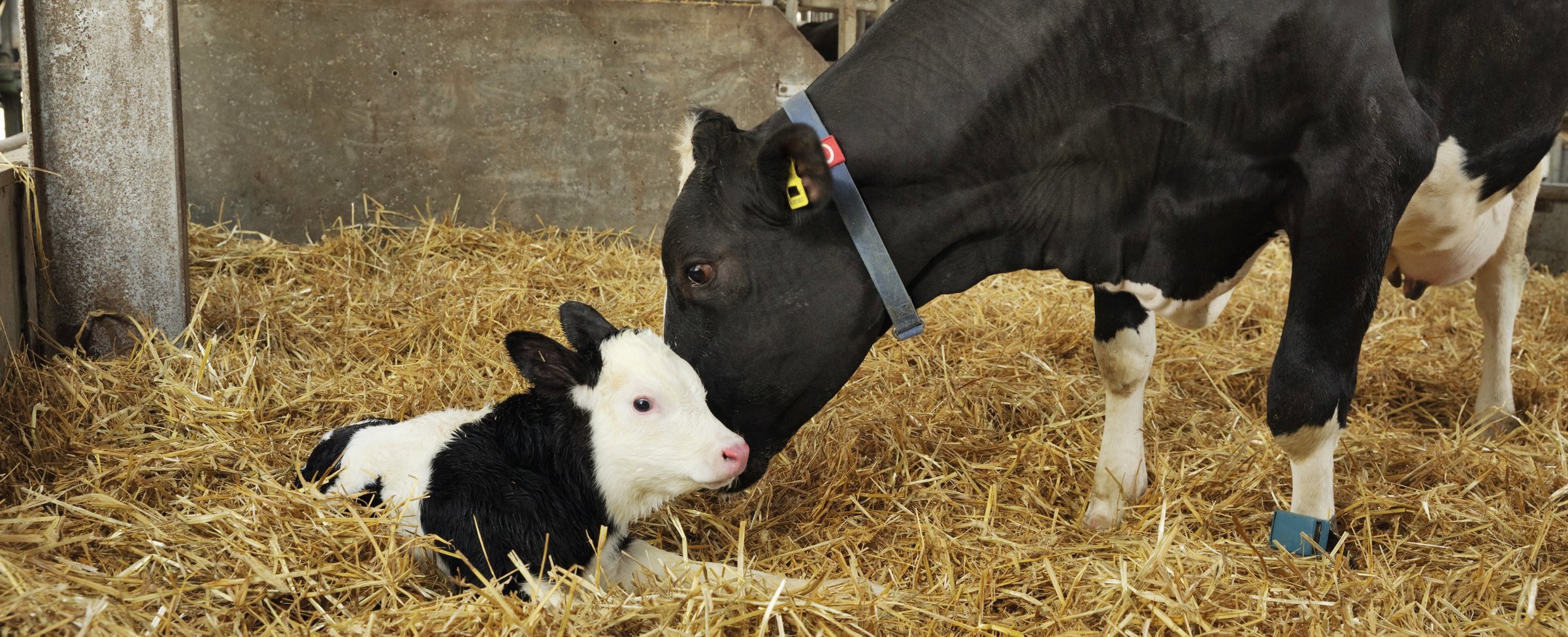 Dairy cow lactation transition