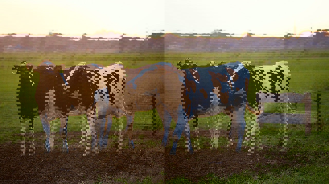 Sustainable farming, investment in Stellapps