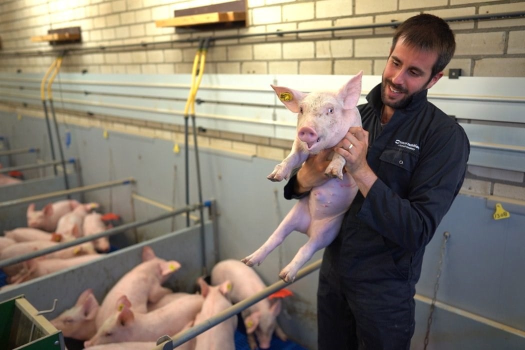 Piglets