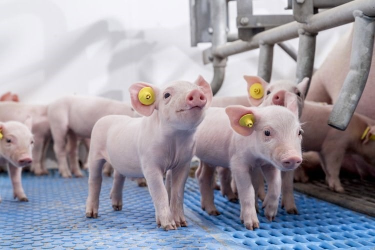 Piglets
