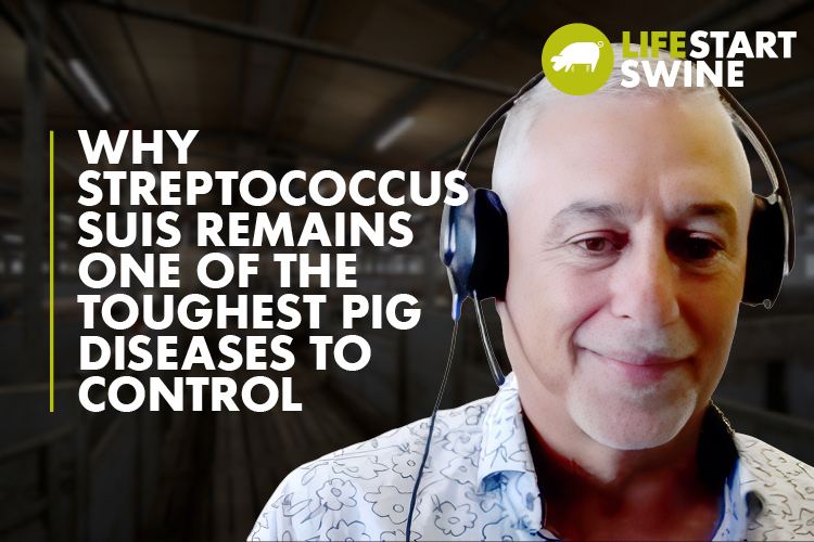 Thumbnail with text Why Streptococcus suis remains one of the toughest pig diseases to control