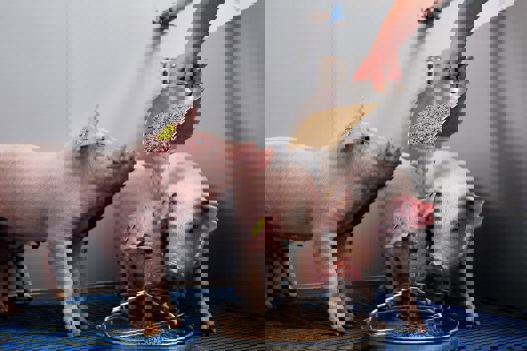 Piglets eating from a feeder while it's being filled with solid feed