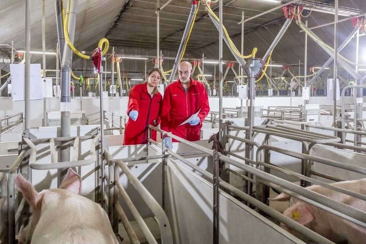 Mineral optimization