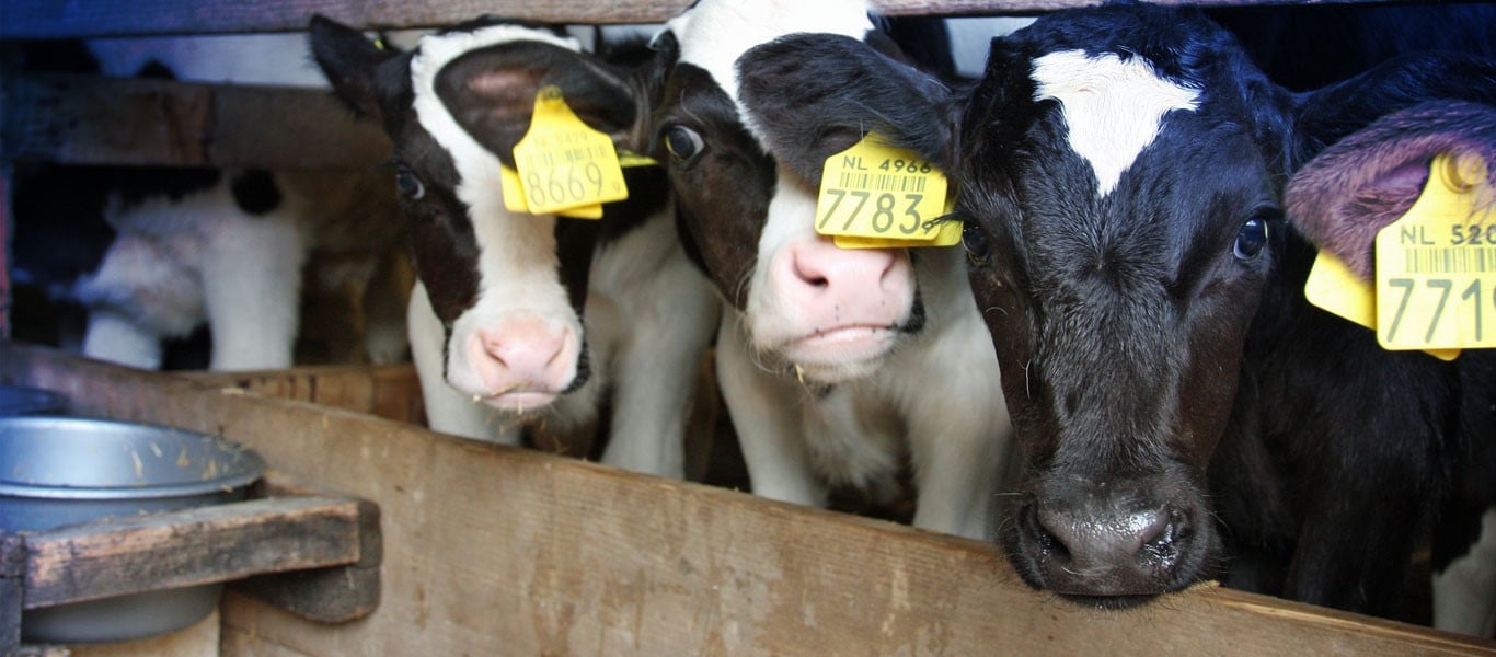 SPRAYFO PINK VEAL REARING