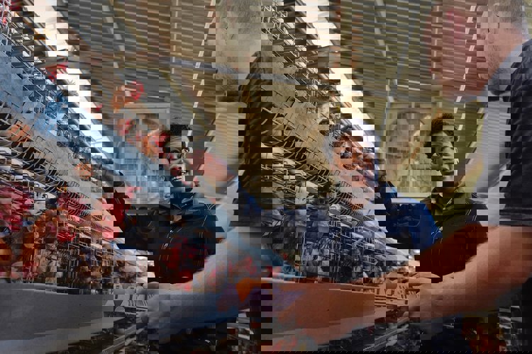 Quality of layers’ eggs