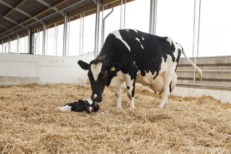 cow management