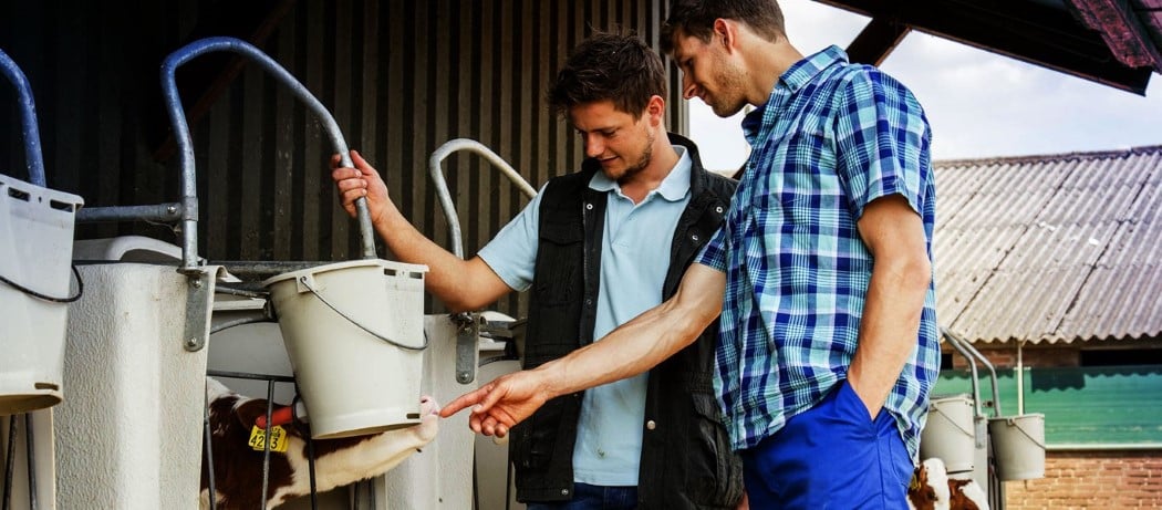 pathogens can be shed in cow milk