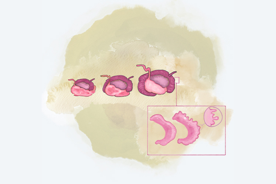 Activating the gut for growth