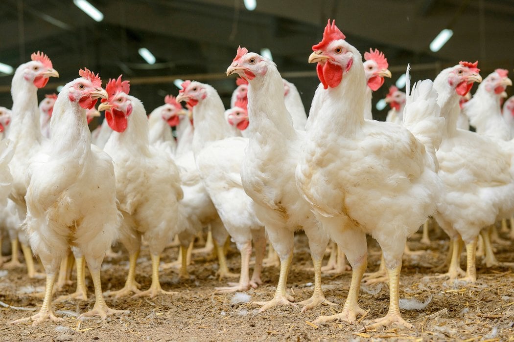 Broilers