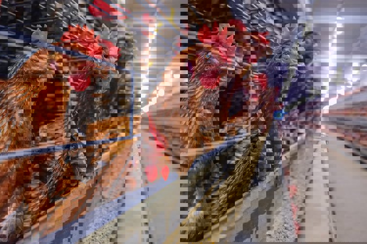 Formulation services