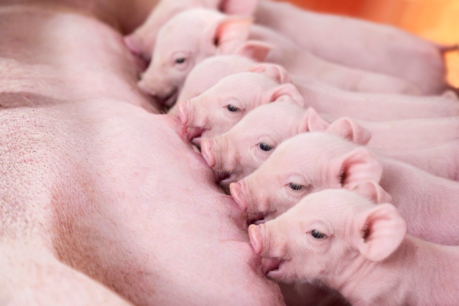 Supporting reproductive performance of sows