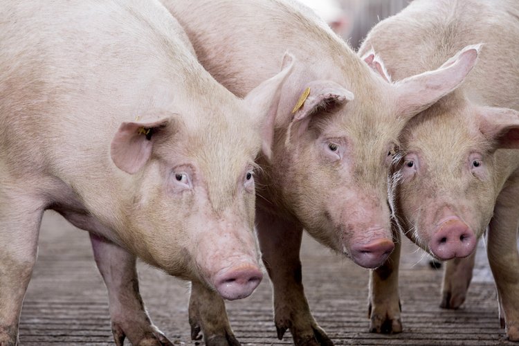 Sows Trouw Nutrition