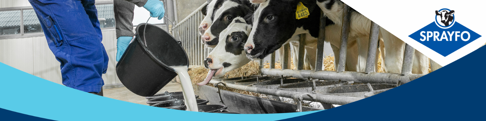 Sprayfo calf rearing solutions, for the best LifeStart