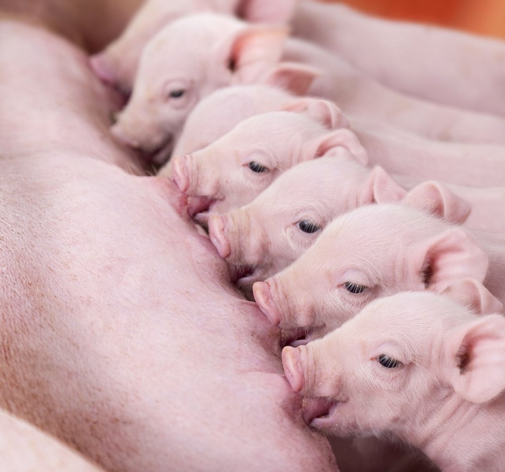 Supporting reproductive performance of sows