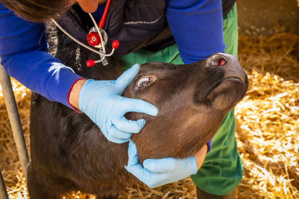 Calf health