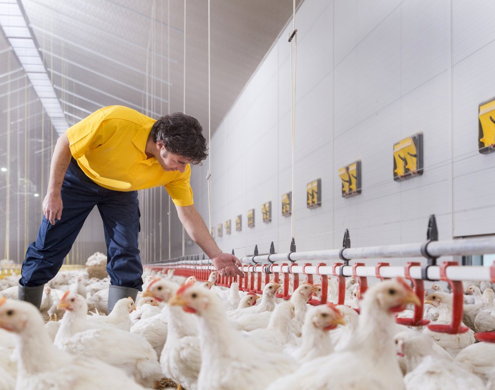 Precision farming solutions: for broilers