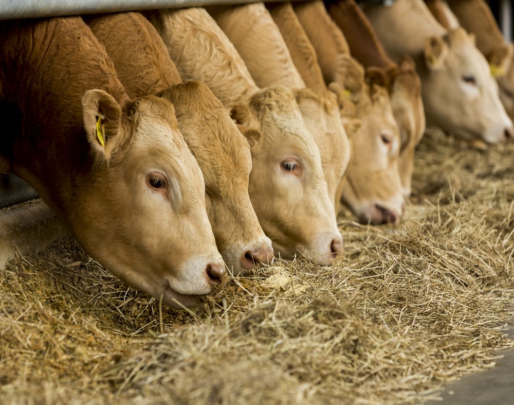Precision farming solutions: for beef cattle