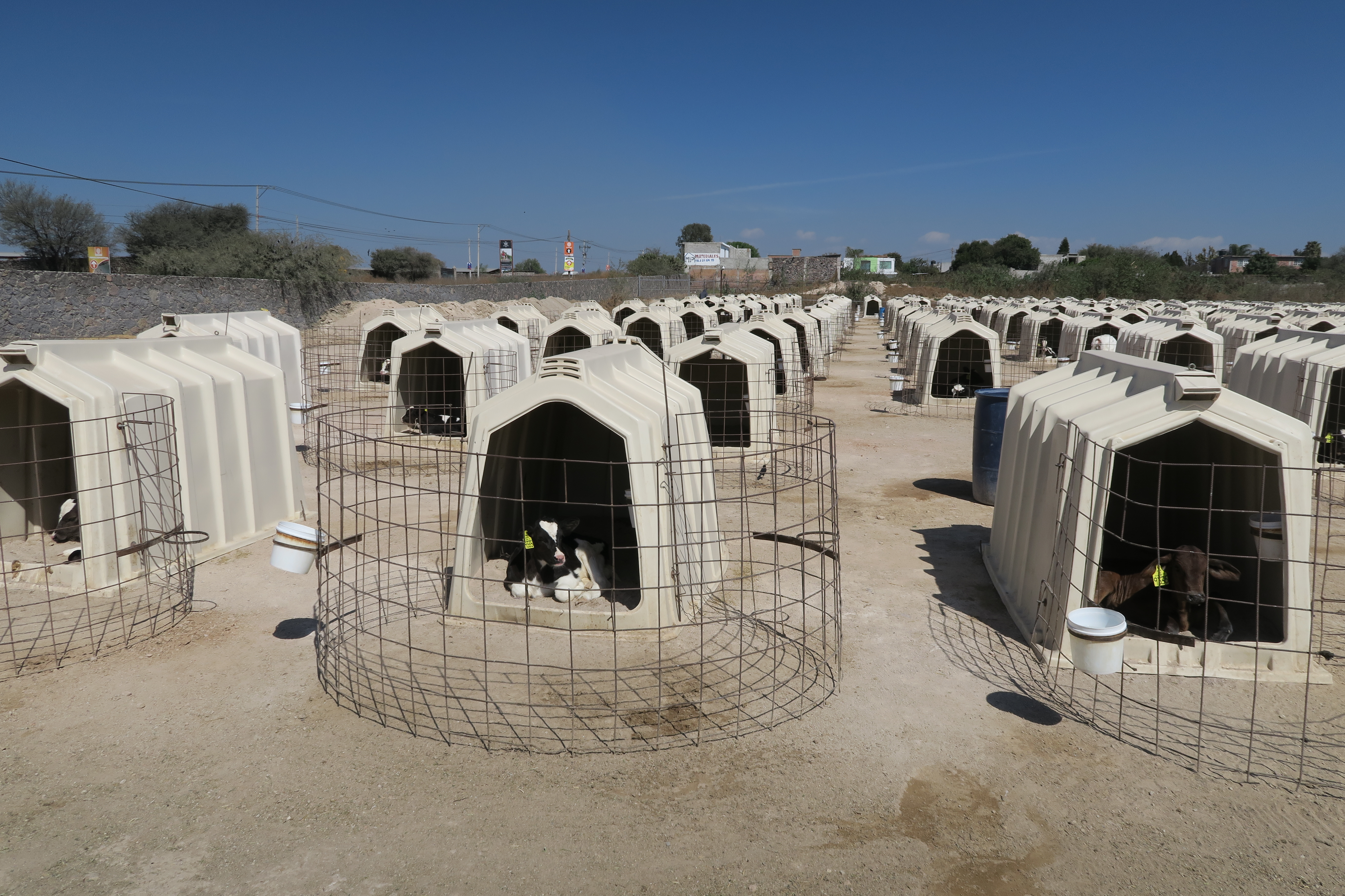 Temperatures of 28°C or higher can cause heat stress in calves