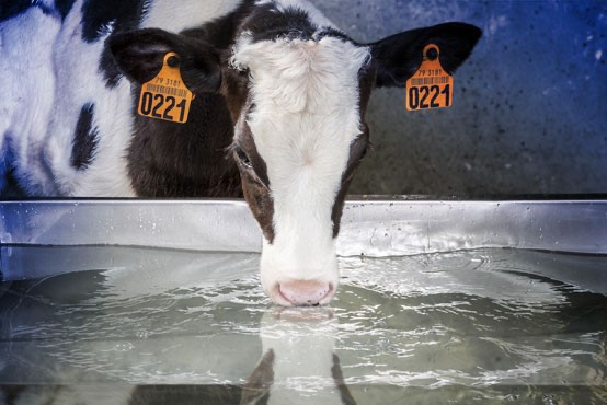 SPRAYFO AROUND CALVING