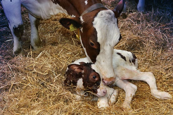 calving