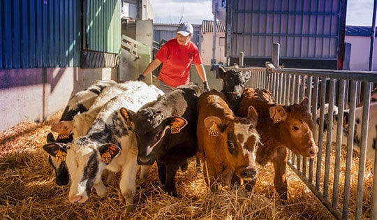 hydration control calves