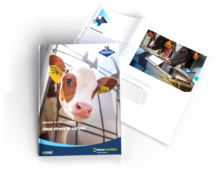 More information about heat stress in dairy calves