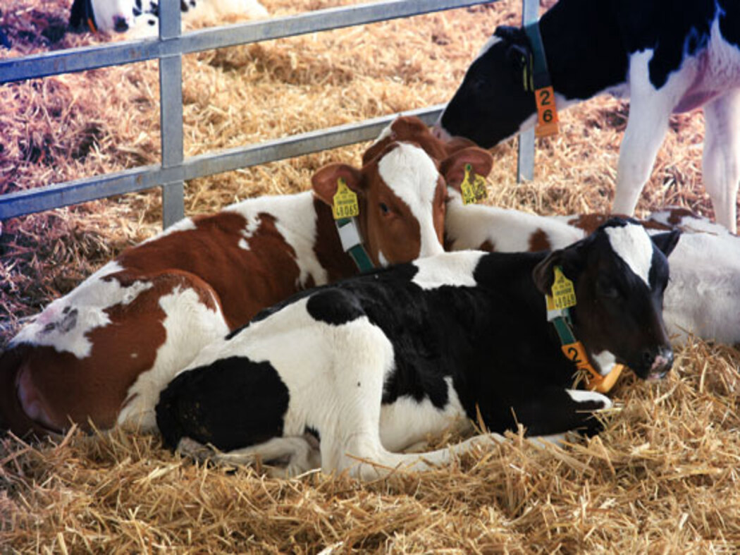 Cows in the farm