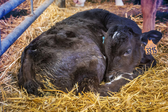 calf scours