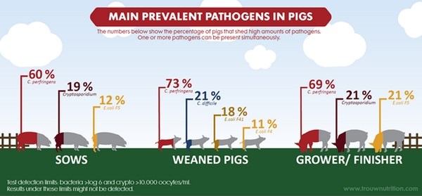 Figure 1: Main prevalent pathogens in pigs