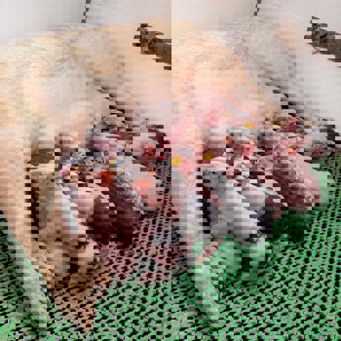 piglets feeding from mother